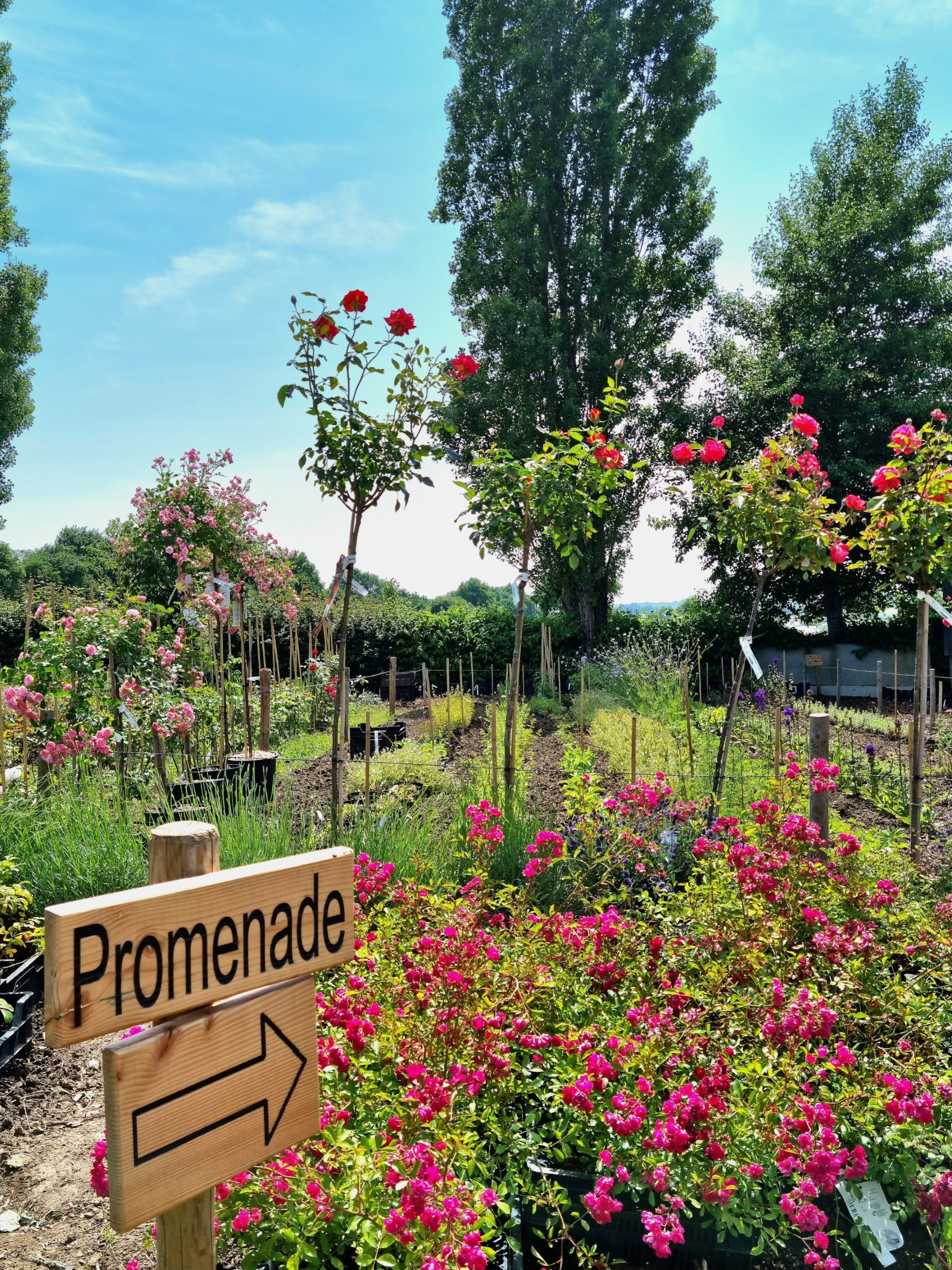 Image Gallery - 20250612 142232 (002)